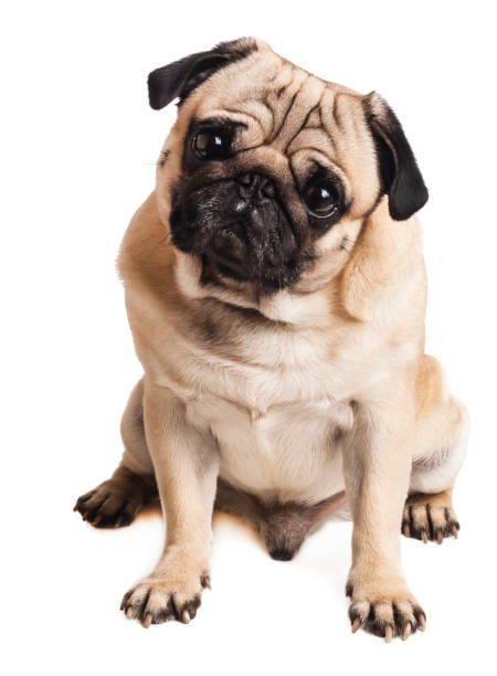 istock cute pug close-up on white background 912011932