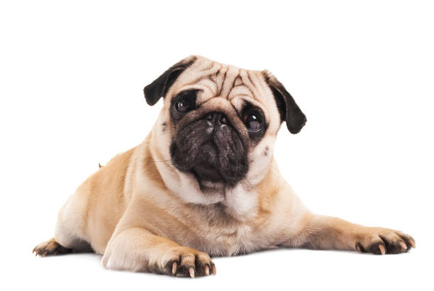 istock cute pug close-up on white background 912012148