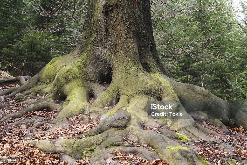 Eichenwurzel - Lizenzfrei Eiche Stock-Foto