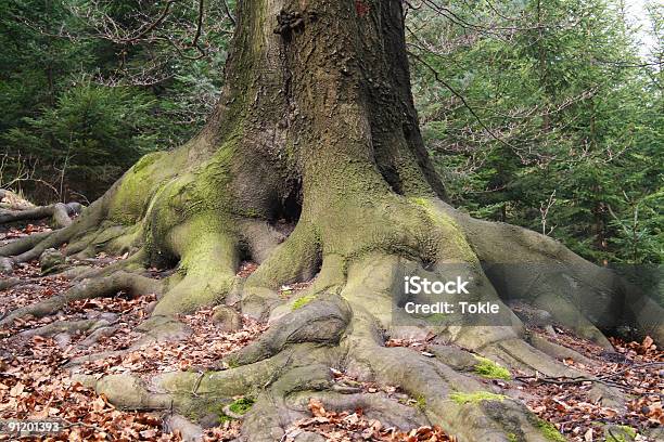 Eichenwurzel Stockfoto und mehr Bilder von Eiche - Eiche, Wurzel, Baum