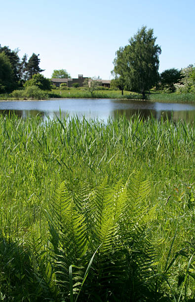 istock New fern leaves by a lake in spring 91201407