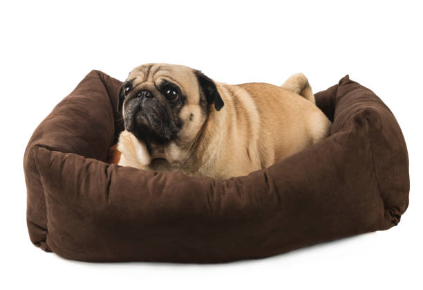 istock cute pug in brown stove close-up on white background 912014688