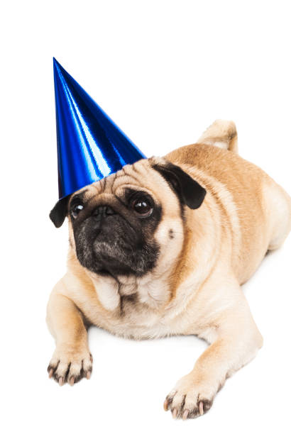 istock cute pug in festive cap close-up on white background 912014718