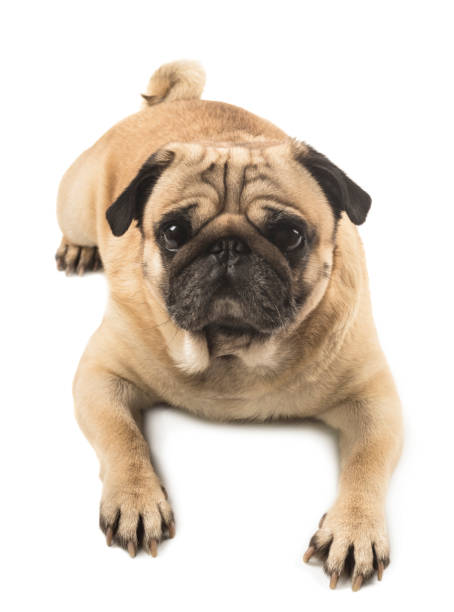 istock cute pug close-up on white background 912014762
