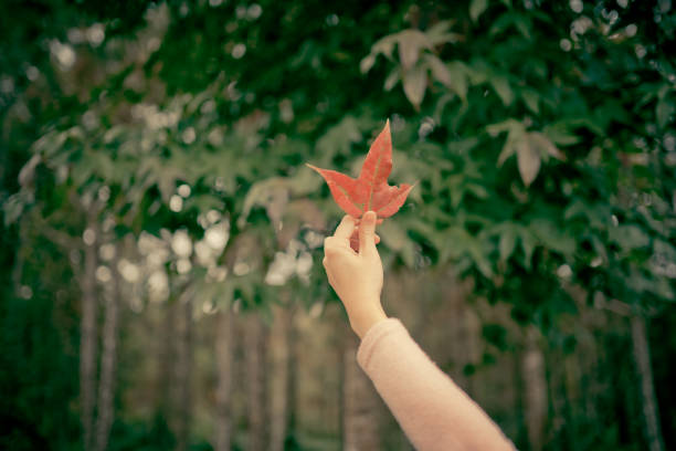 istock woman hand holding red maple with green background 912014798