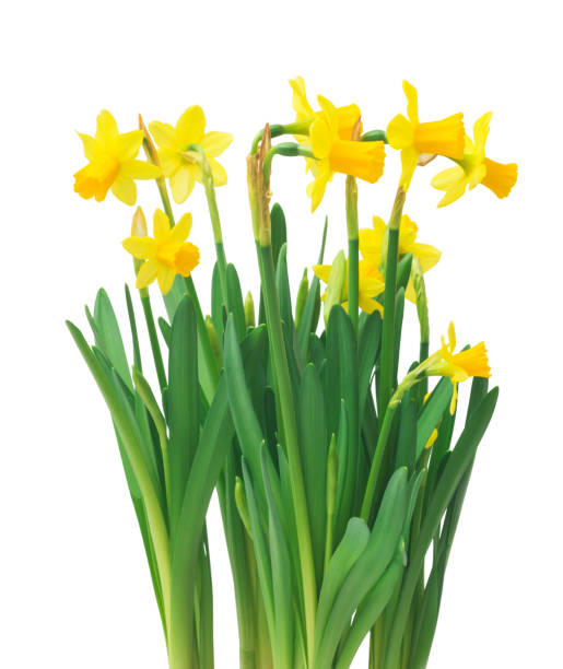 bordure florale de printemps, fleurs belles jonquilles fraîches. - daffodil bouquet isolated on white petal photos et images de collection