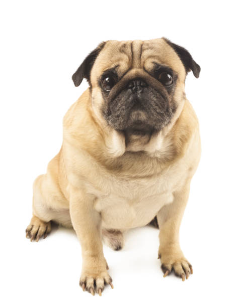 istock cute pug close-up on white background 912014916