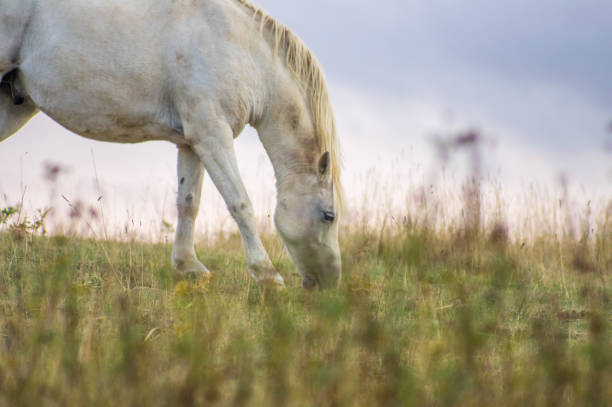 istock Two lonely horses pasturing in the field 912015806
