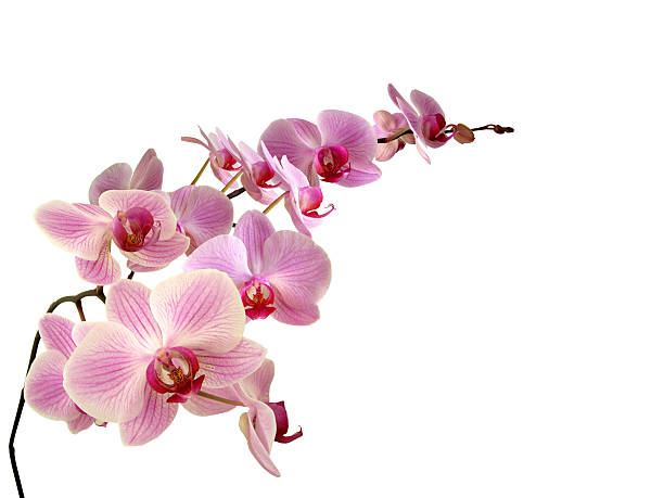 Orchidee rosa - foto stock