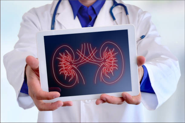 istock Doctor showing a kidney representation on a tablet in front 912018644