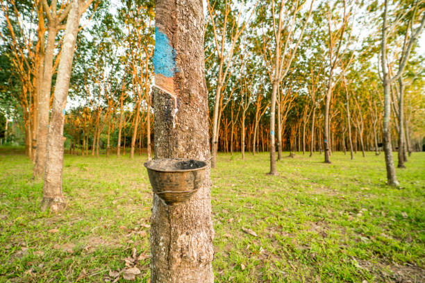 istock rubber tree garden product for rubber industrial 912018666