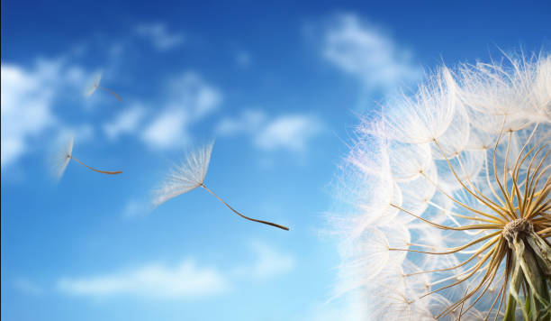 летающие семена одуванчика утром солнечный свет сдувается на ветру через голубое небо. - spring leaf wind sunlight стоковые фото и изображения
