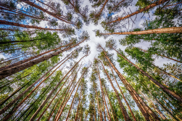 istock The trees pine on sky background in summer sunny day. Green pine forest background. 912019128