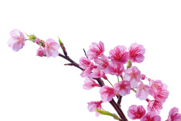 istock Blooming pink cherry blossoms flower in spring season isolated on white background 912020174