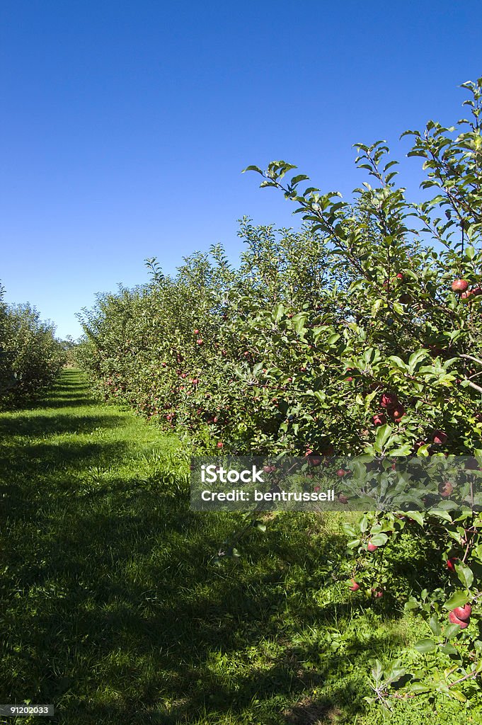 Meleto - Foto stock royalty-free di Agricoltura