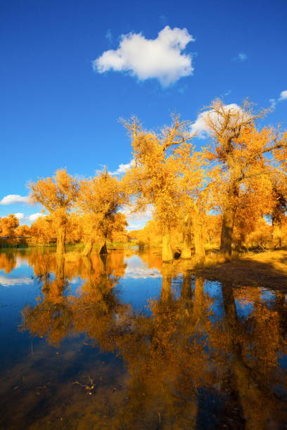 istock Populus in the autumn sunshine 912020814
