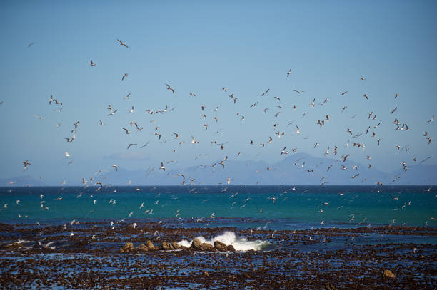 istock Seagulls over kelp and sea 912023468