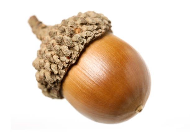 Large picture of an acorn on white background Large picture of an acorn on white background acorn photos stock pictures, royalty-free photos & images