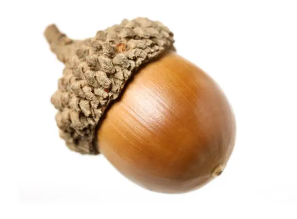 Large picture of an acorn on white background