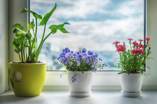 istock House plants on window. Carnation, blue flower and kala. 912023980