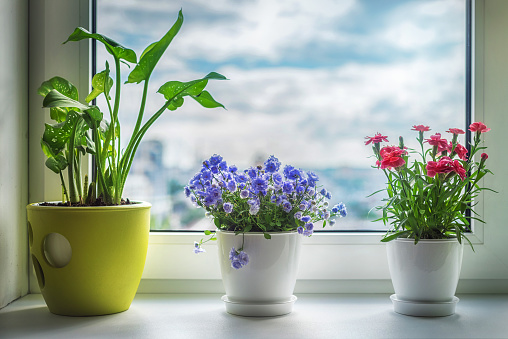 House plants on window. Carnation, blue flower and kala.