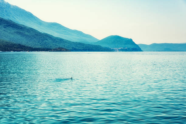 istock Birds on lake Ohrid, Macedonia 912024234