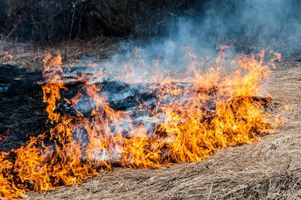 The border of a spreading forest fire with burning dry grass