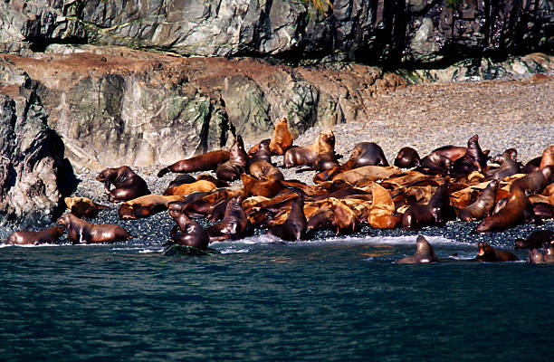 Sealion  colony territory photos stock pictures, royalty-free photos & images