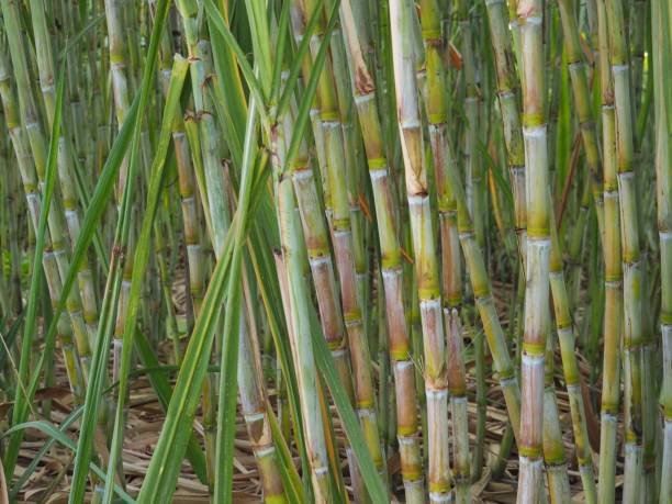 istock Small sugarcane plantations planted at home. To use sugar cane juice. Use as a drink or as a food ingredient 912033458