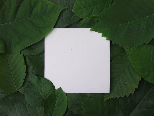 istock Background of green leaves with a paper 912035832