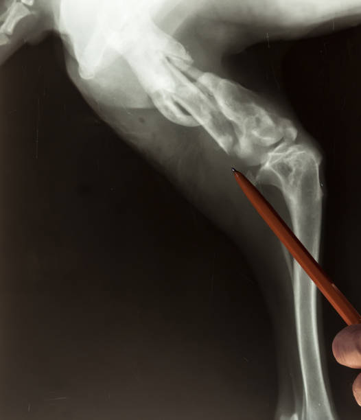 An x-ray image (side view) of a dog's broken leg. The veterinarian shows a place of difficult brake with orange pen-pointer