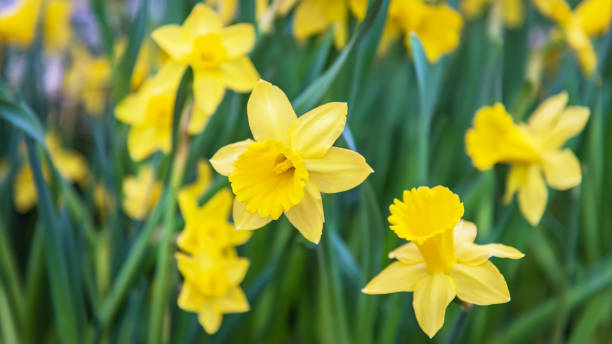 아침 햇살에 놀라운 노란 수 선화 꽃 필드입니다. 봄 배경, 꽃 풍경에 대 한 완벽 한 이미지. - daffodil 뉴스 사진 이미지