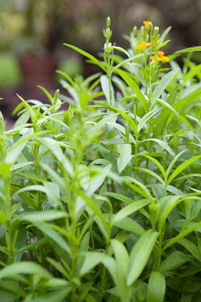 Mexican Tarragon  tarragon stock pictures, royalty-free photos & images