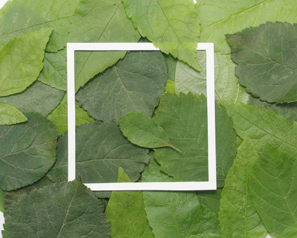 istock Background of green leaves with a paper 912037104