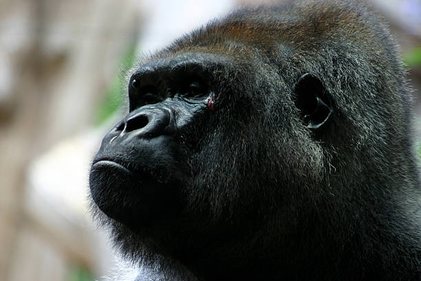 серебряный спине - virunga volcanic complex стоковые фото и изображения