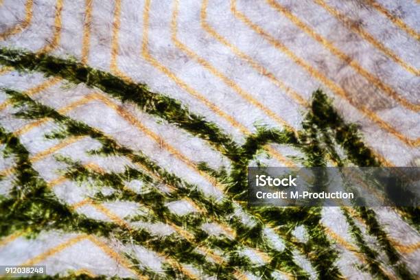 Cerca De 100 Rublos El Mundo Microscópico Foto de stock y más banco de imágenes de Abundancia - Abundancia, Agricultura, Banco - Edificio financiero