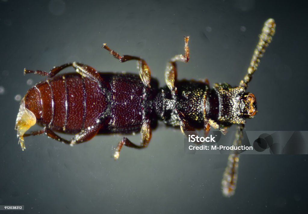 Escarabajo de granos sawtoothed. El mundo microscópico. - Foto de stock de Agricultura libre de derechos