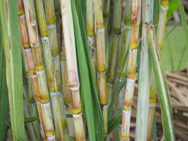 istock Small sugarcane plantations planted at home. To use sugar cane juice. Use as a drink or as a food ingredient 912039002