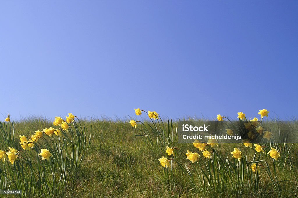 Verano próximamente - Foto de stock de Agricultura libre de derechos