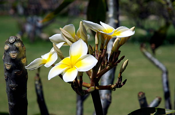 Celadine Plumeria ("Hawaiian Yellow") stock photo