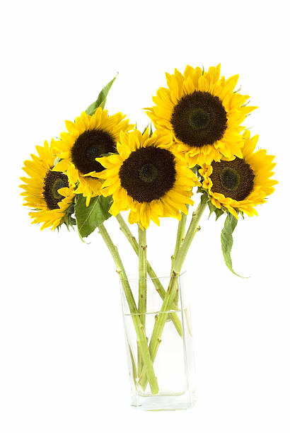 istock Sunflowers in a vase on white ground 91204031