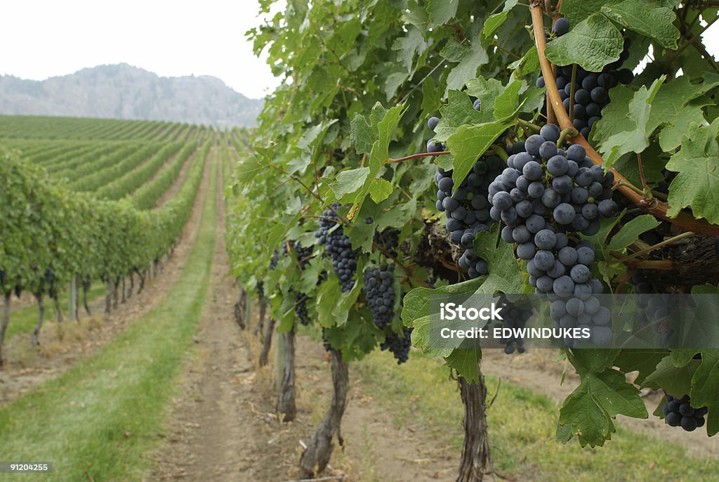 Righe di grapevines - Foto stock royalty-free di Azienda vinicola