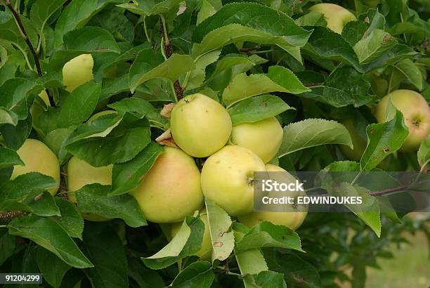 Golden Delicious Apples — стоковые фотографии и другие картинки Яблоко голден делишес - Яблоко голден делишес, Без людей, Горизонтальный