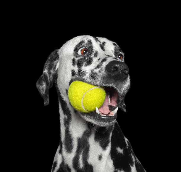 Cute dalmatian dog holding a ball in the mouth. Isolated on black Cute dalmatian dog holding a yellow ball in the mouth. Isolated on black background the black ball stock pictures, royalty-free photos & images