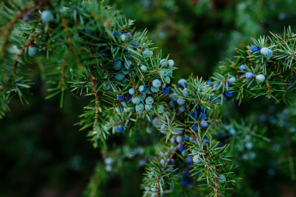 dojrzałe i niedojrzałe jagody stożka juniperus komunizmupoziomie jałowca w lesie, finlandia. szyszki są używane do aromatyzować niektóre piw i gin - dark cooking food food and drink zdjęcia i obrazy z banku zdjęć