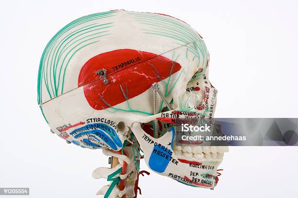 人の頭蓋骨研修ツール - カラー画像のストックフォトや画像を多数ご用意 - カラー画像, ヘルスケアと医療, 人の頭