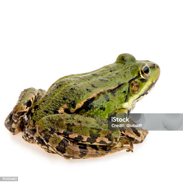 Edible Frog Rana Esculenta Stock Photo - Download Image Now - Frog, Rear View, Amphibian