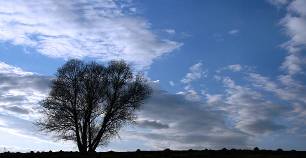 lonely tree - oak tree treelined tree single object ストックフォトと画像