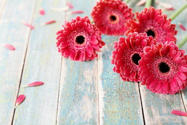 Red gerbera flowers on vintage wooden background. Mother or woman day greeting card. Red gerbera flowers on vintage wooden background. Mother or woman day greeting card. Rustic style. mothers day horizontal close up flower head stock pictures, royalty-free photos & images