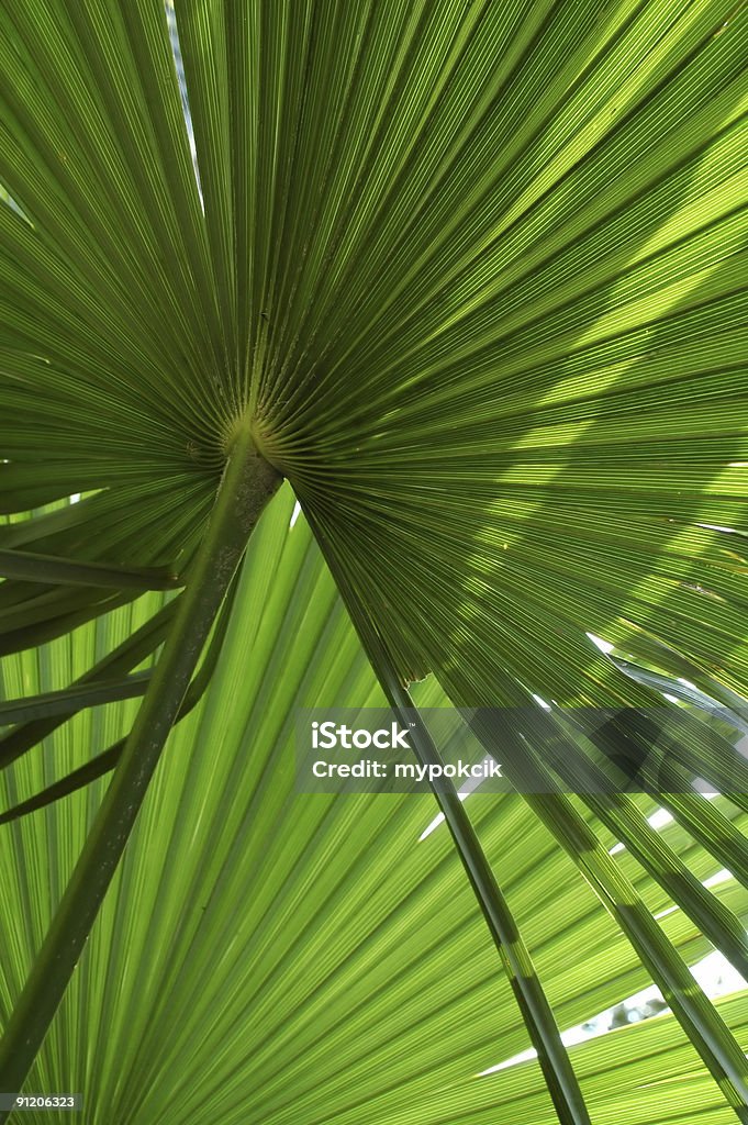 열대 팜형 잎 - 로열티 프리 0명 스톡 사진